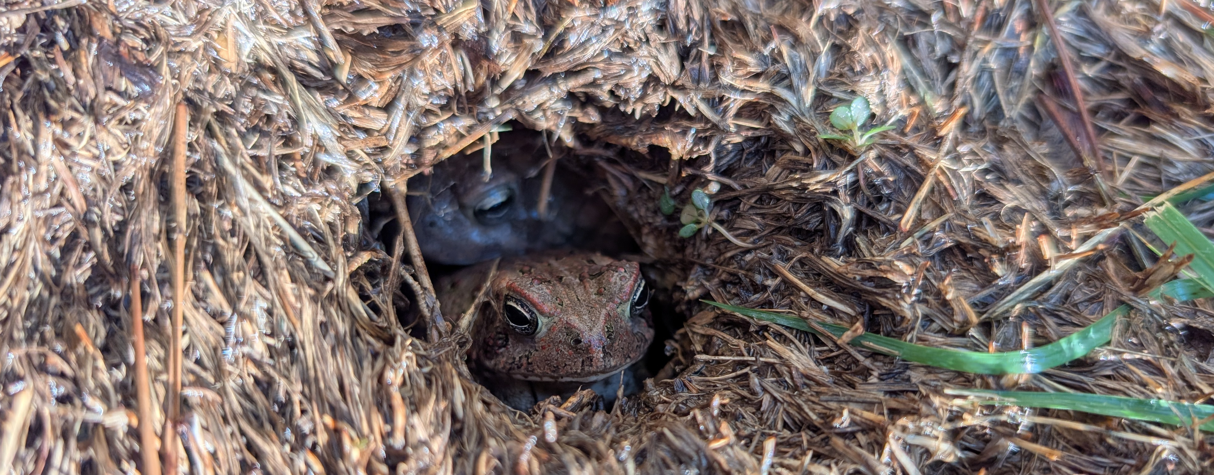 Toads in a hole